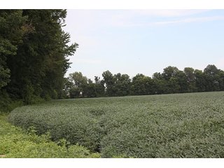 Property photo 11 - REAL ESATE AUCTION-128.4+/- ACRES OFFERED IN 6 TRACTS IN SPENCER COUNTY